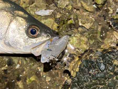 シーバスフィッシング