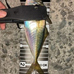 好調アジング継続中