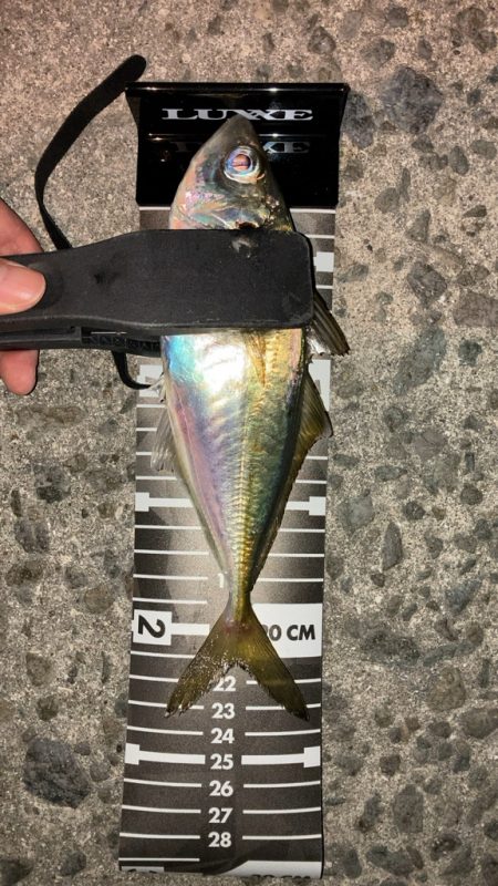 好調アジング継続中