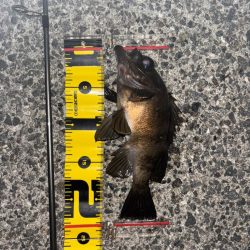 久々にメバルに会えました