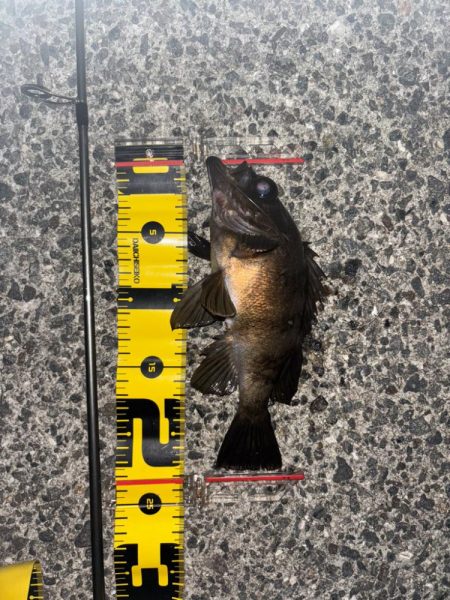 久々にメバルに会えました