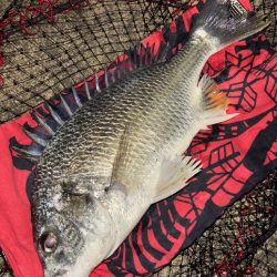 ヘチってきました