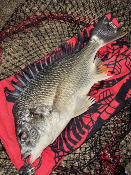 ヘチってきました