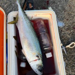 サビキで40cm超え