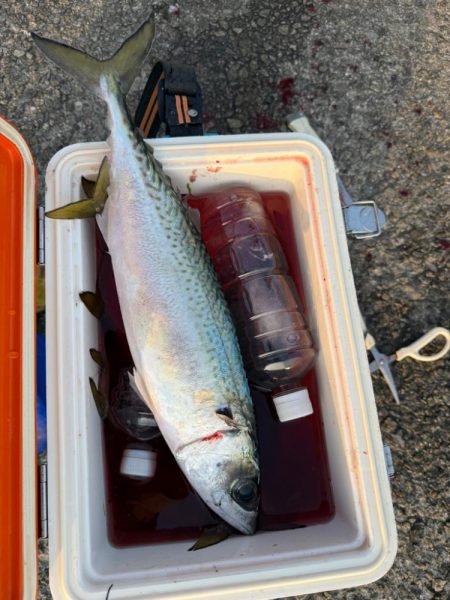 サビキで40cm超え