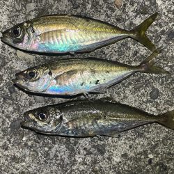 フロートアジングしに行きましたが・・・