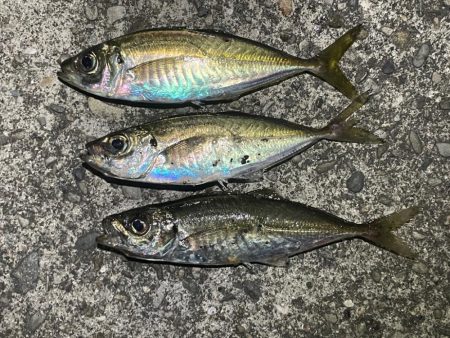 フロートアジングしに行きましたが・・・