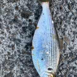 今日は活性が高かったです。