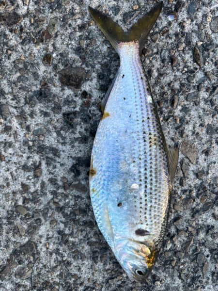 今日は活性が高かったです。