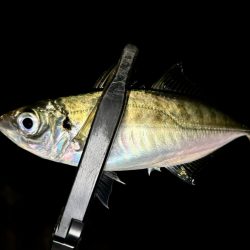 おるのはおるけど〜ポツポツ!