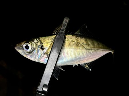 おるのはおるけど〜ポツポツ!