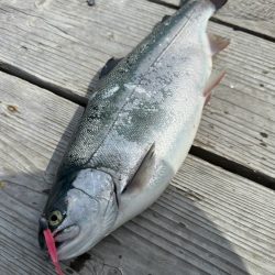 サーモン/脈釣り