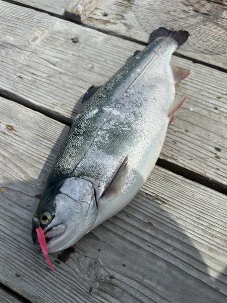 サーモン/脈釣り