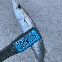 朝マズメのカマス釣りで2匹GET