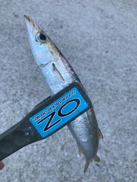 朝マズメのカマス釣りで2匹GET