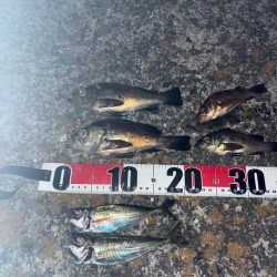 アジ、メバル②