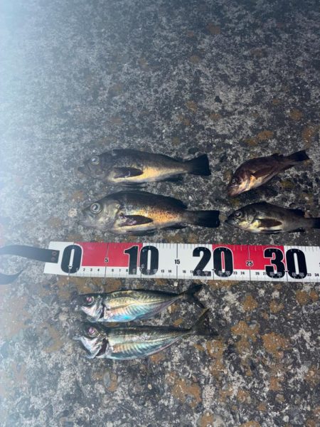 アジ、メバル②