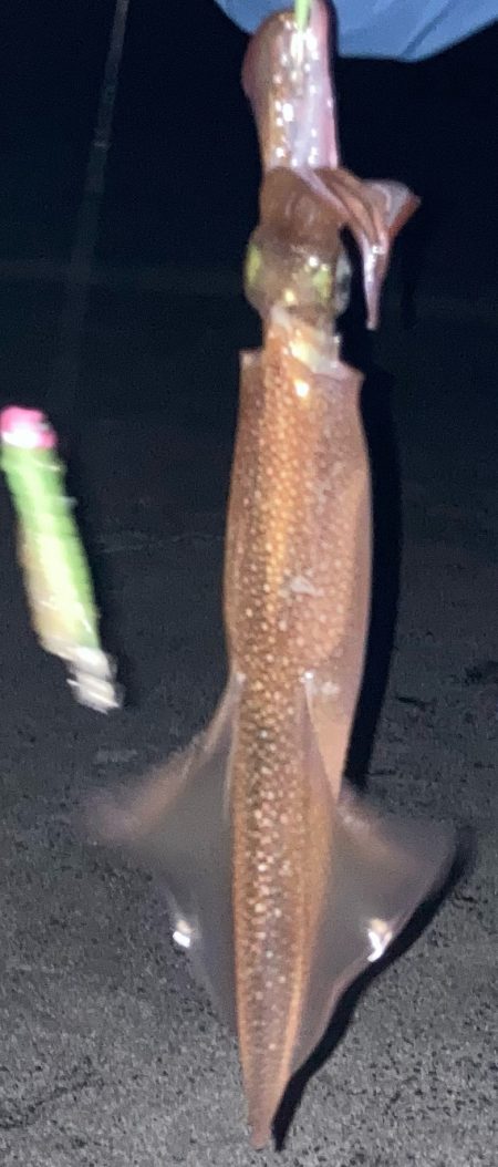 今週末も行ってきました！