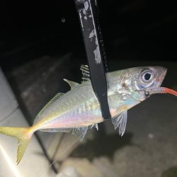 渋い中でも考えたアジング