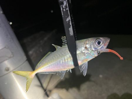 渋い中でも考えたアジング