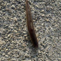 今シーズン初ショアジギング！