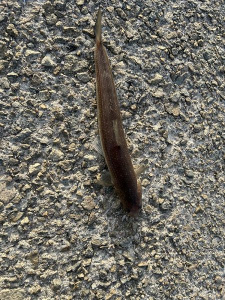 今シーズン初ショアジギング！