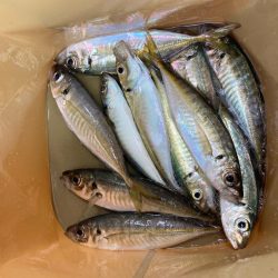 昼から遠投サビキでアジ11匹GET