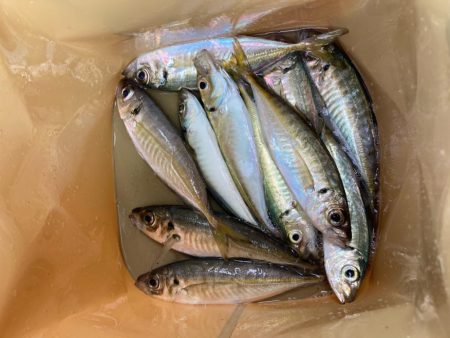 昼から遠投サビキでアジ11匹GET