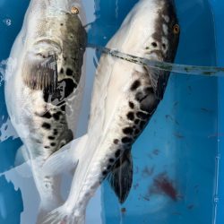 鋸南沖、トラフグ