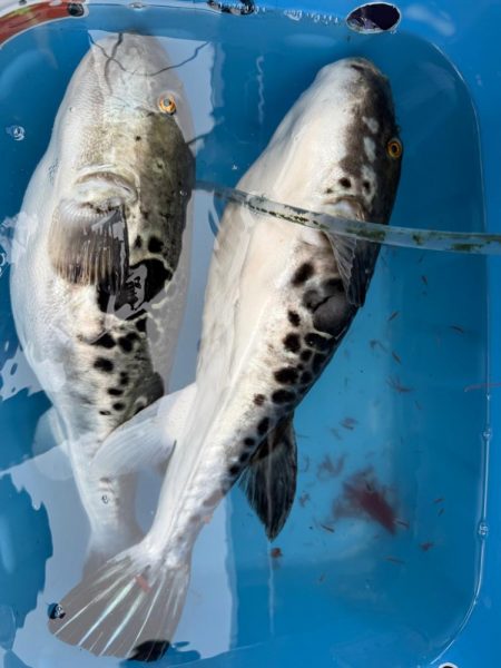 鋸南沖、トラフグ