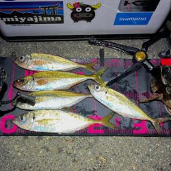 花見アジング🌸