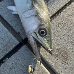 ライトショアジギング🎣