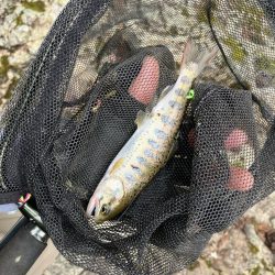 仕事終わりに山桜を求めて