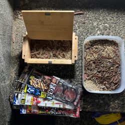 花見カレイ狙い🌸