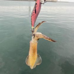 アジング前のエギング