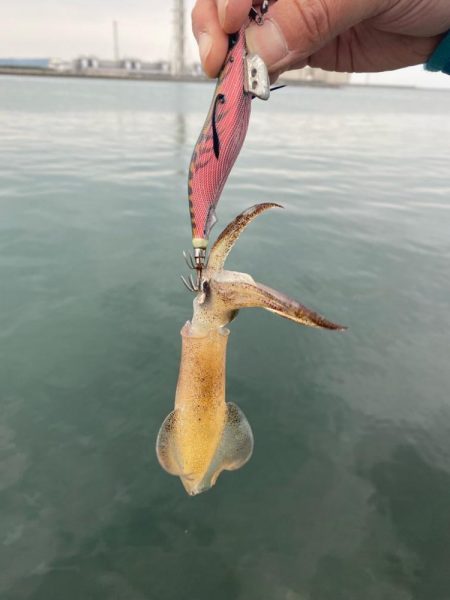 アジング前のエギング