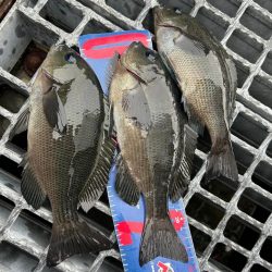 魚津港フカセ 強風で退散