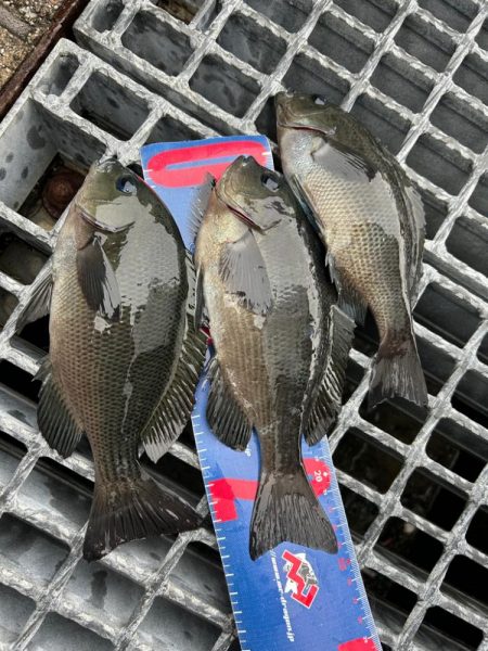 魚津港フカセ 強風で退散