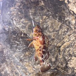 久々のライトゲーム