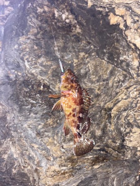 久々のライトゲーム