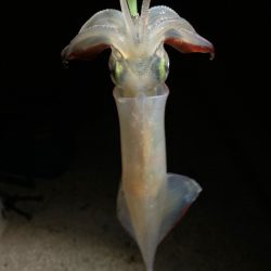 ヤリイカ(๑˃̵ᴗ˂̵)