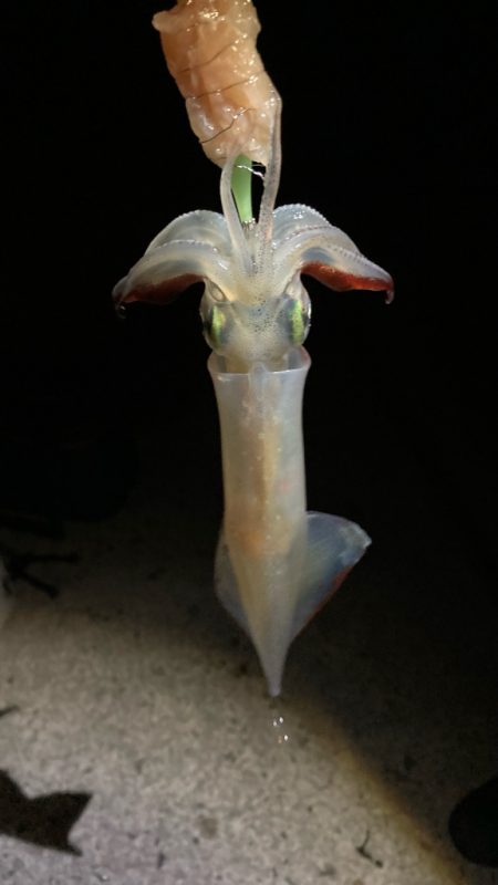 ヤリイカ(๑˃̵ᴗ˂̵)