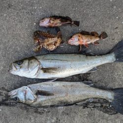 エビ撒き好調です