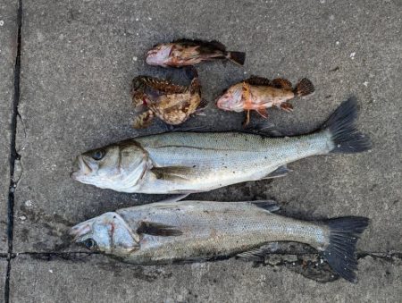 エビ撒き好調です