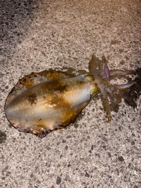 春エギング開幕