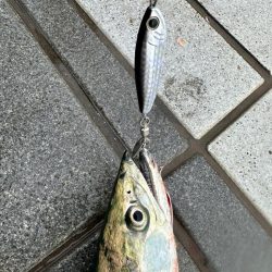 ライトショアジギング