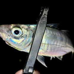 プチ遠征で、やっとアジ来た〜！