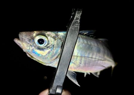 プチ遠征で、やっとアジ来た〜！