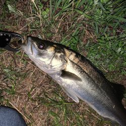 紀ノ川のシーバス釣り