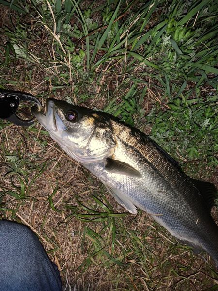 紀ノ川のシーバス釣り
